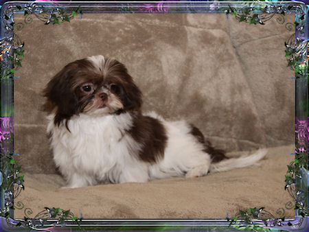 Gia Tiny little male chinese imperial shih tzu puppies for sale small teacup